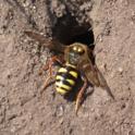 Nomada fulvicornis.jpg